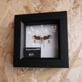 Planthopper