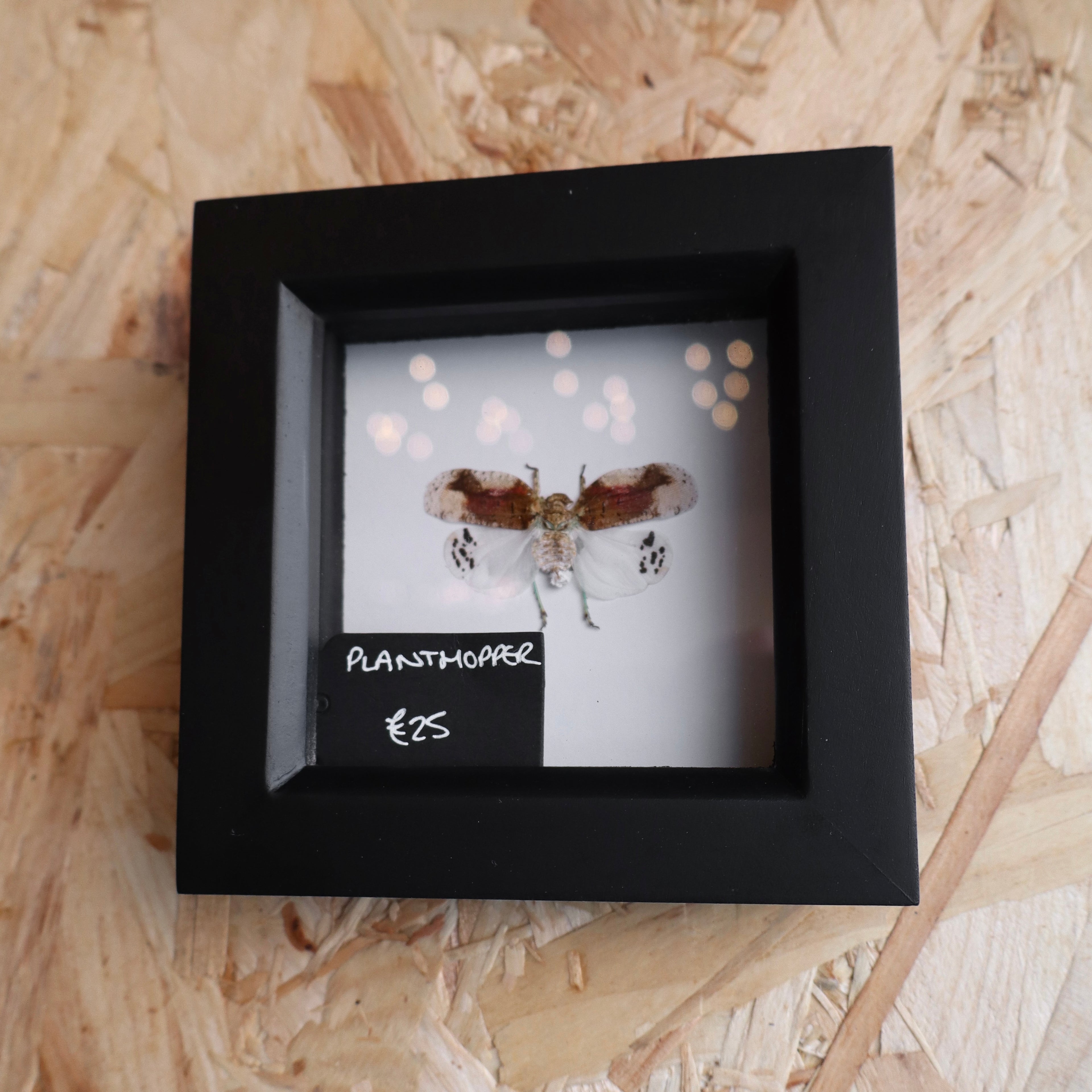 Planthopper