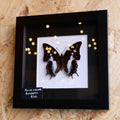 Blue Newab Butterfly