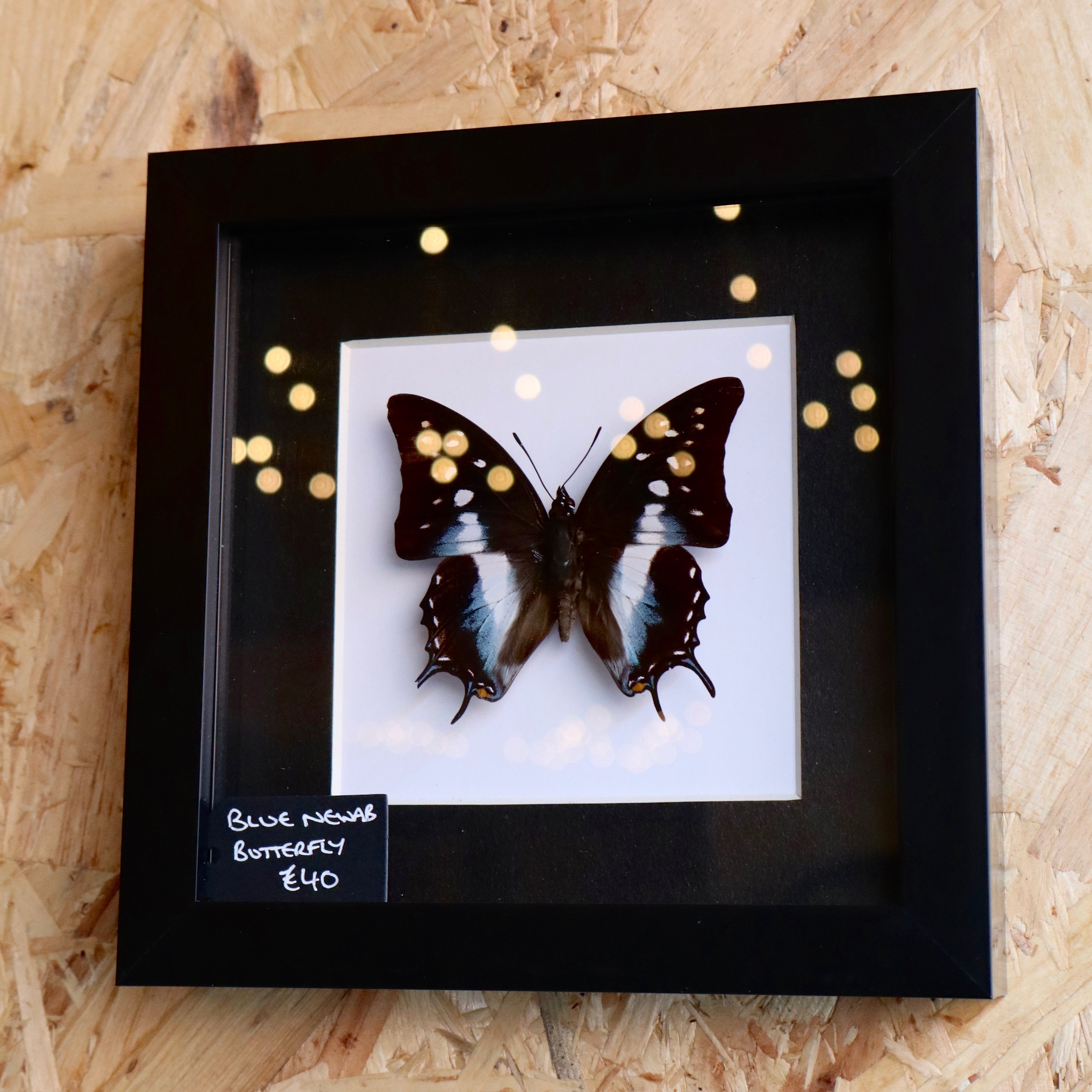 Blue Newab Butterfly