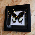 Red Helen Butterfly