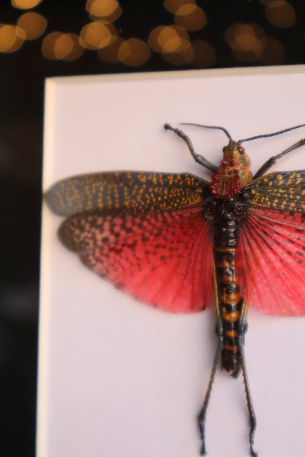 Rainbow Grasshopper