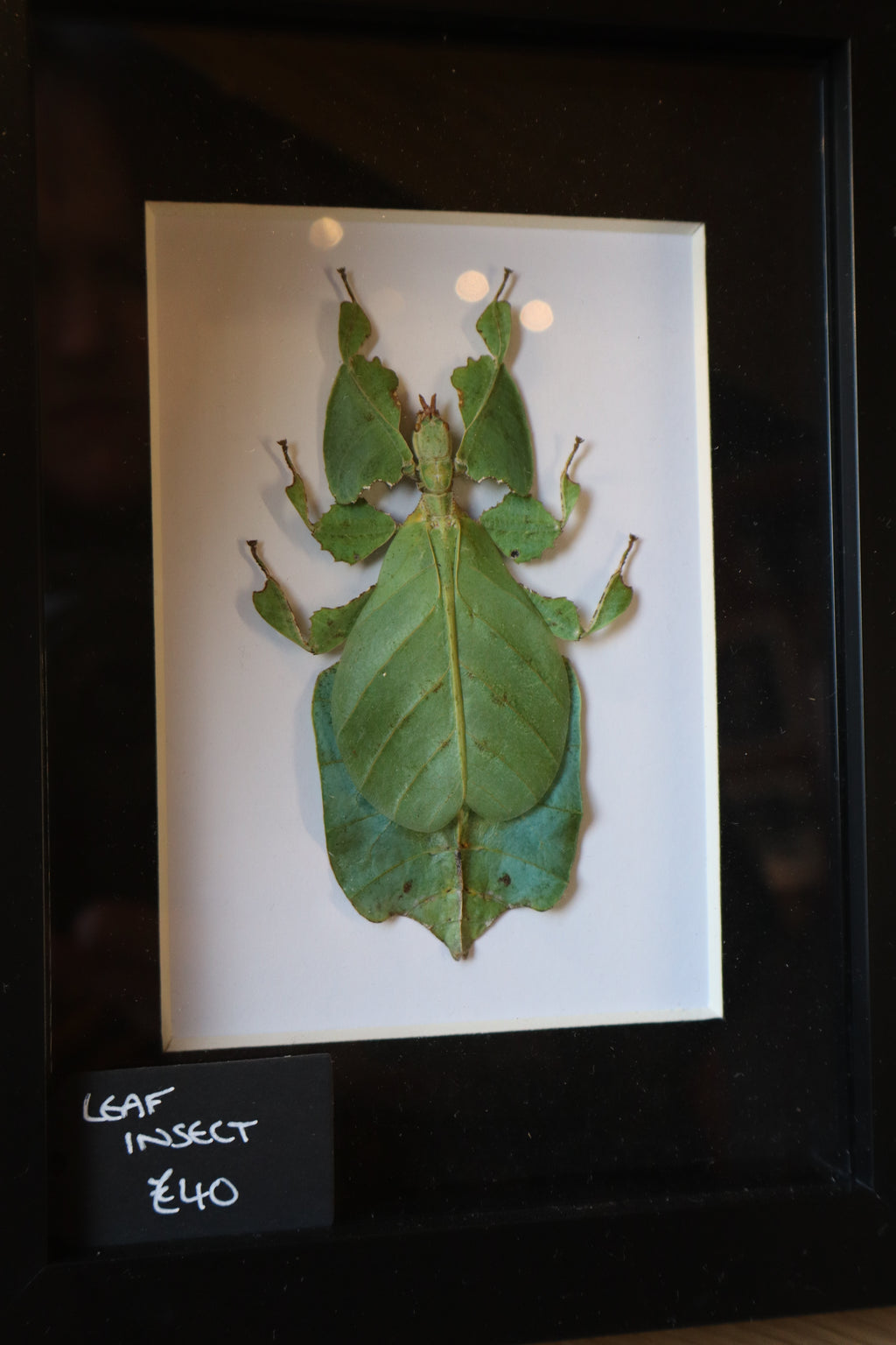 Leaf Insect