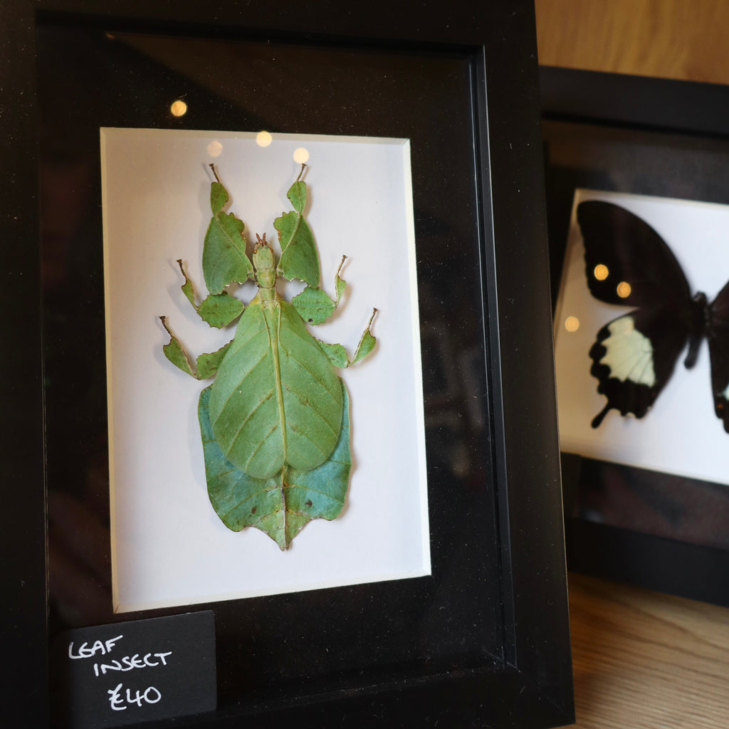 Leaf Insect