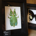 Leaf Insect