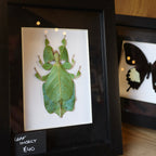 Leaf Insect