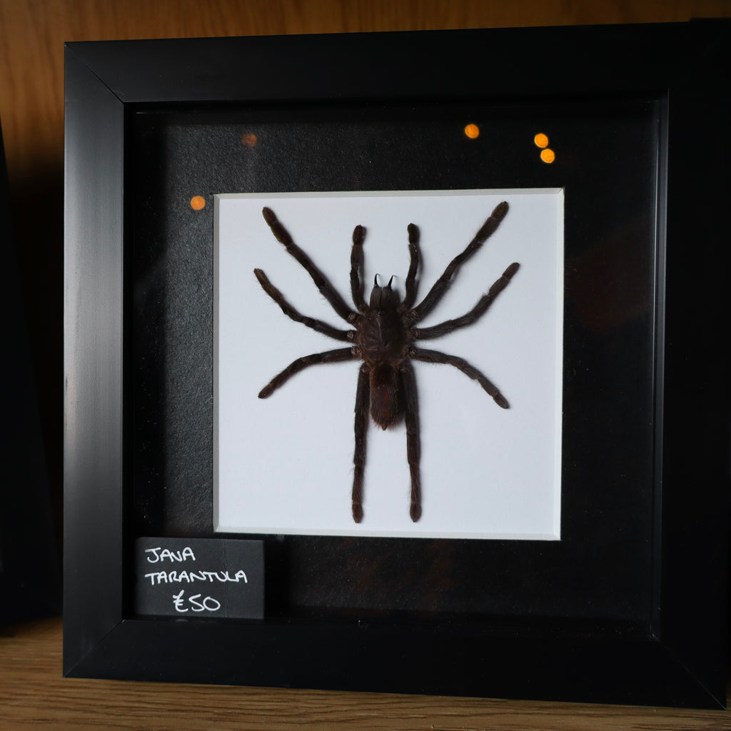 Tarantula