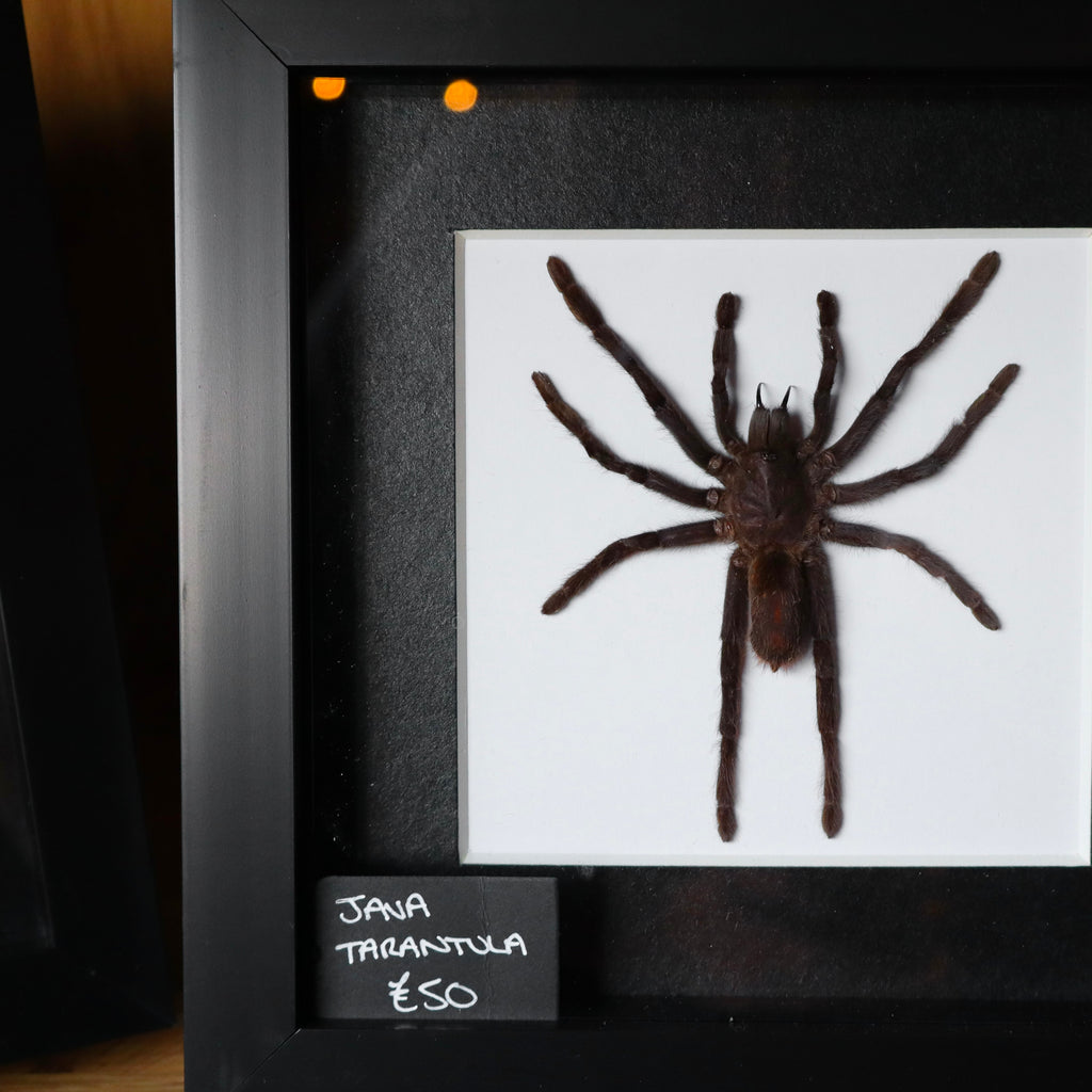 Tarantula