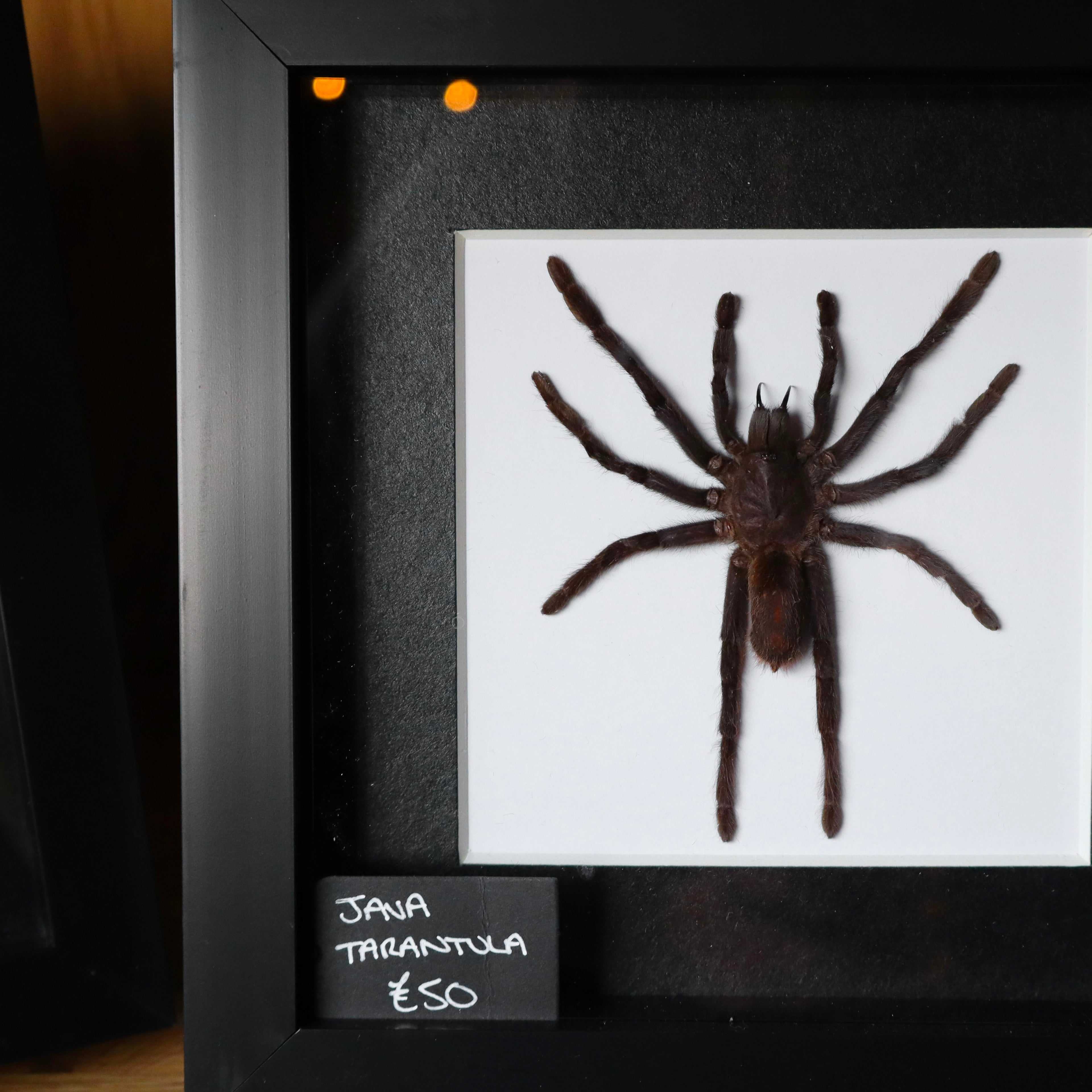 Tarantula