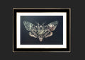 A framed art print featuring a detailed moth illustration on a dark background, with a white mat and a black frame with a gold inner border, set against a dark gray backdrop.